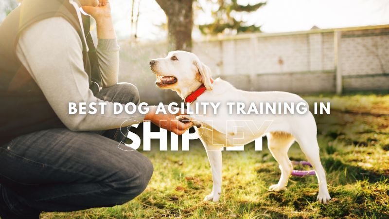 Best Dog Agility Training in Shipley