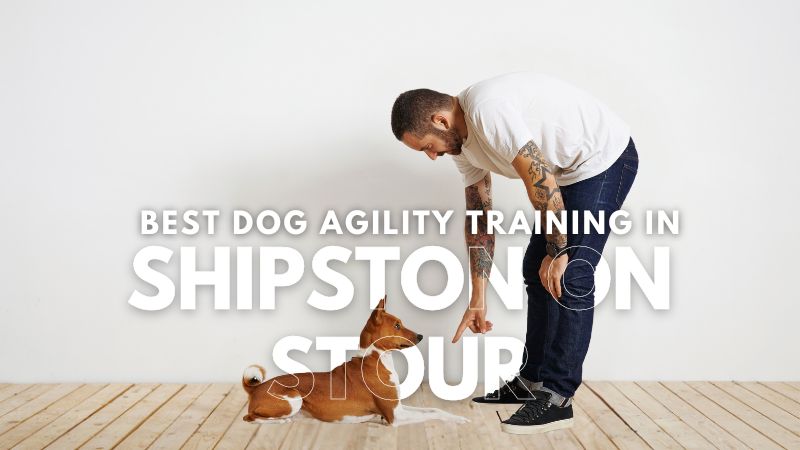 Best Dog Agility Training in Shipston On Stour