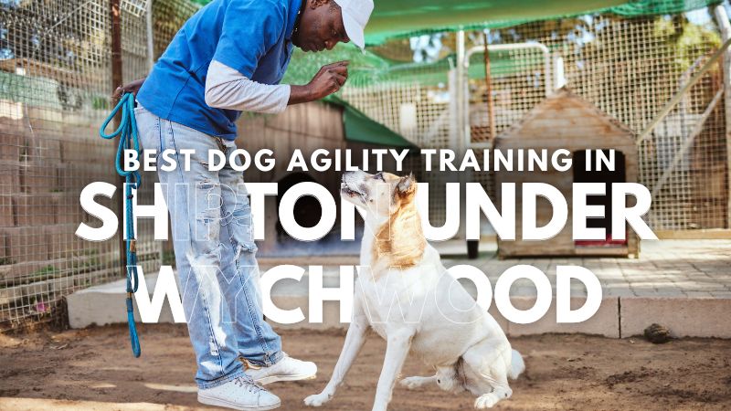 Best Dog Agility Training in Shipton Under Wychwood