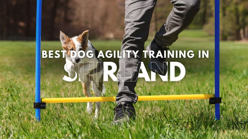 Best Dog Agility Training in Shirland