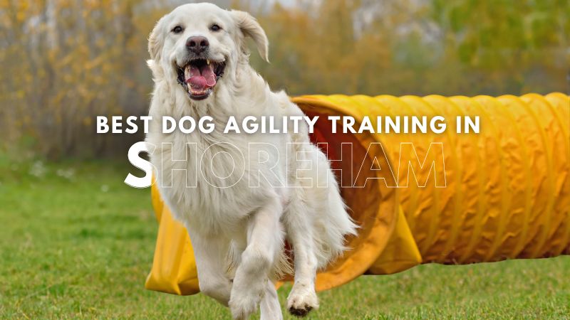 Best Dog Agility Training in Shoreham