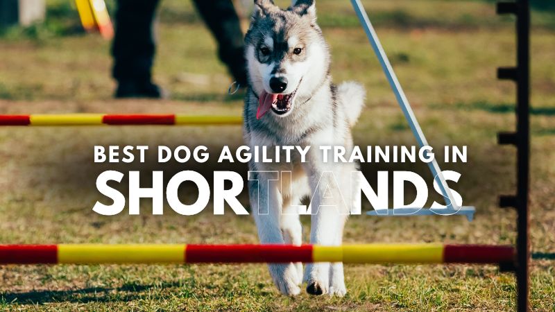 Best Dog Agility Training in Shortlands