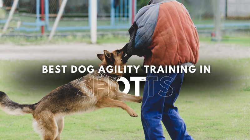 Best Dog Agility Training in Shotts