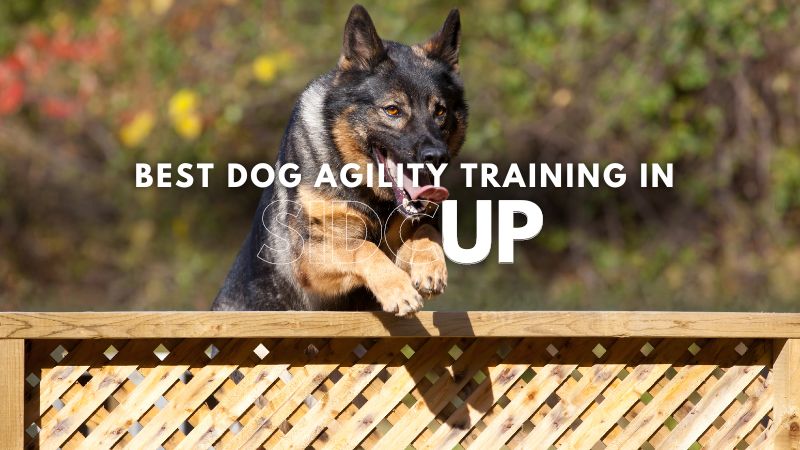 Best Dog Agility Training in Sidcup