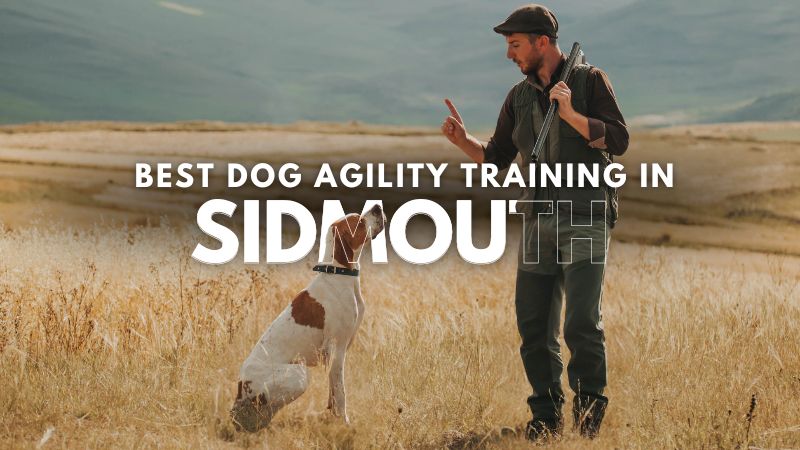 Best Dog Agility Training in Sidmouth