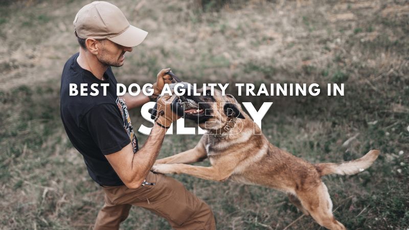 Best Dog Agility Training in Sileby