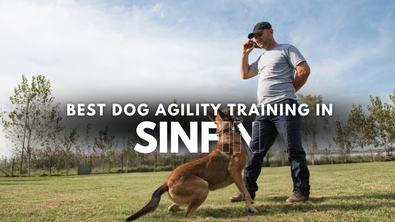 Best Dog Agility Training in Sinfin