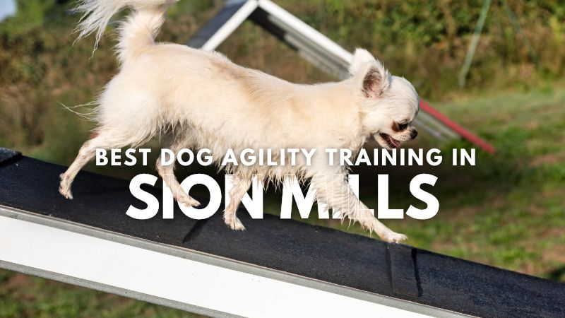 Best Dog Agility Training in Sion Mills