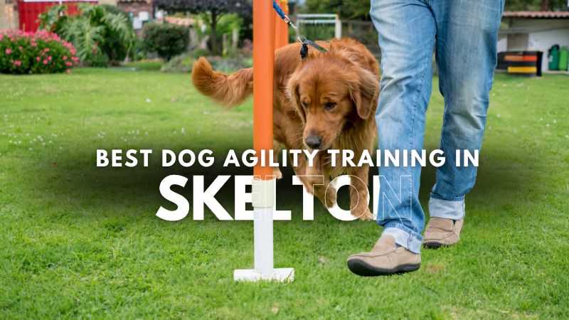 Best Dog Agility Training in Skelton