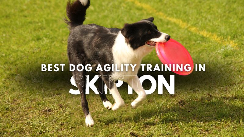 Best Dog Agility Training in Skipton