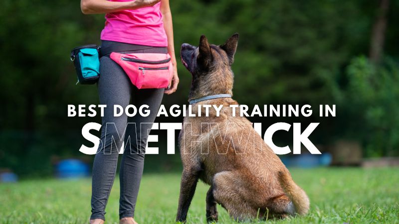 Best Dog Agility Training in Smethwick