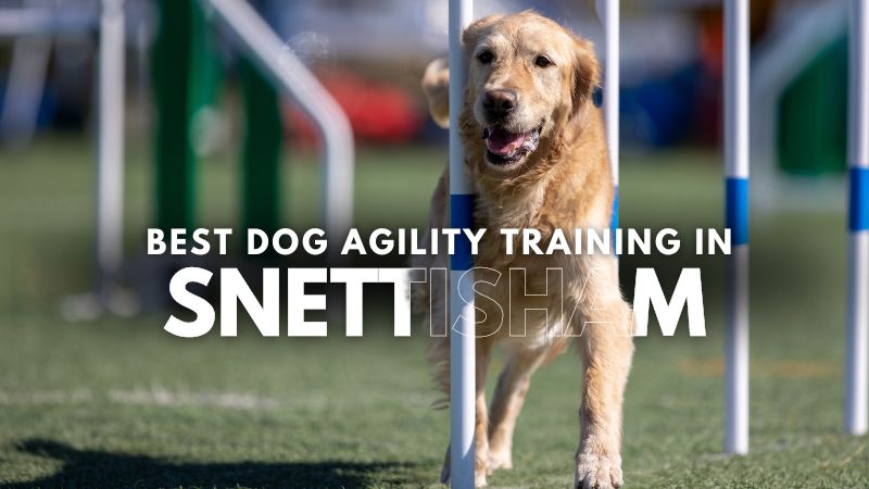 Best Dog Agility Training in Snettisham