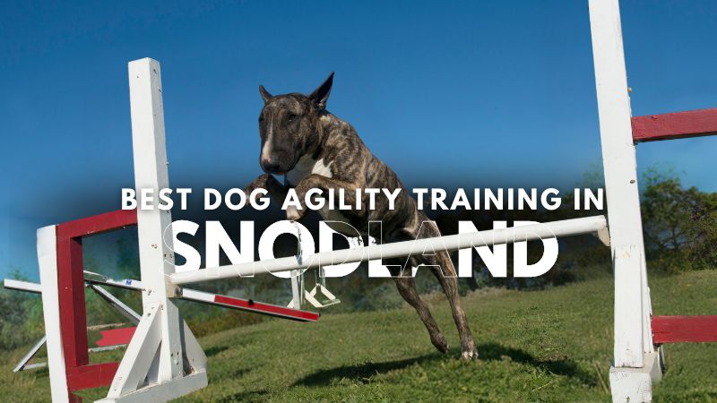 Best Dog Agility Training in Snodland