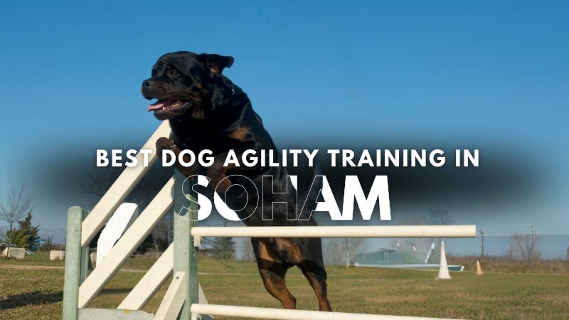 Best Dog Agility Training in Soham