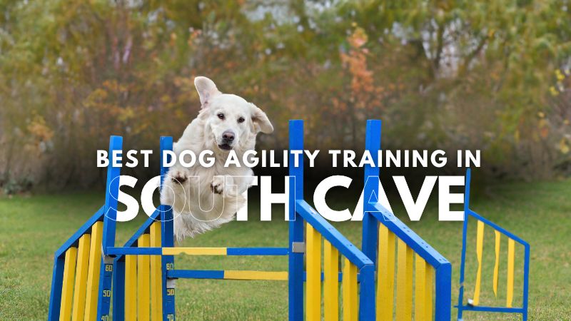 Best Dog Agility Training in South Cave