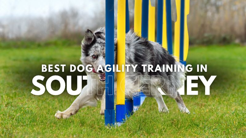 Best Dog Agility Training in South Cerney