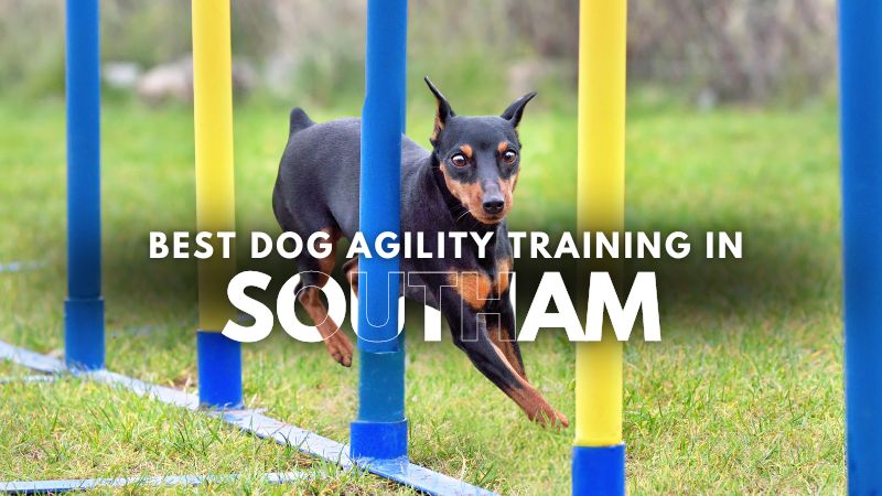 Best Dog Agility Training in Southam