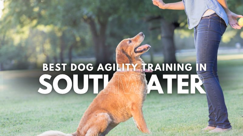 Best Dog Agility Training in Southwater