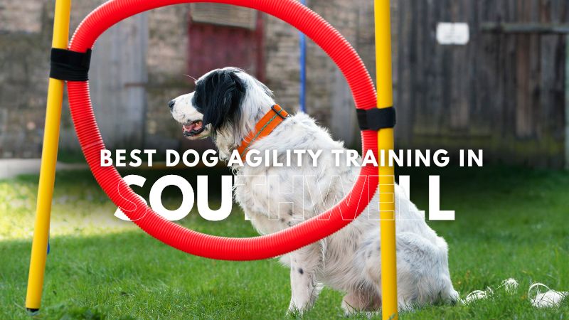 Best Dog Agility Training in Southwell