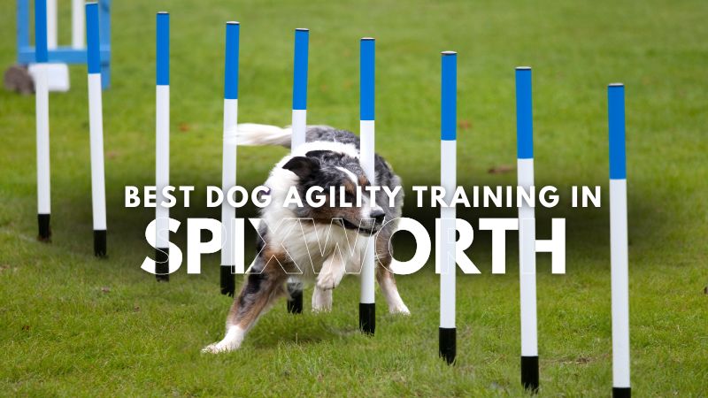 Best Dog Agility Training in Spixworth