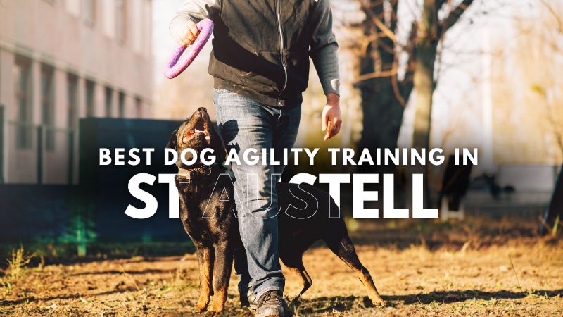 Best Dog Agility Training in St Austell