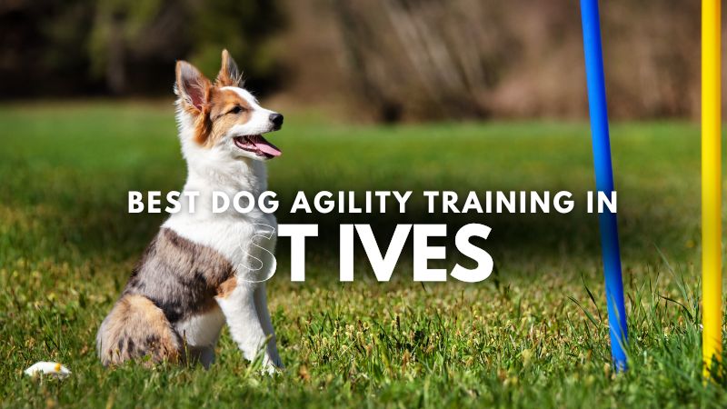 Best Dog Agility Training in St Ives