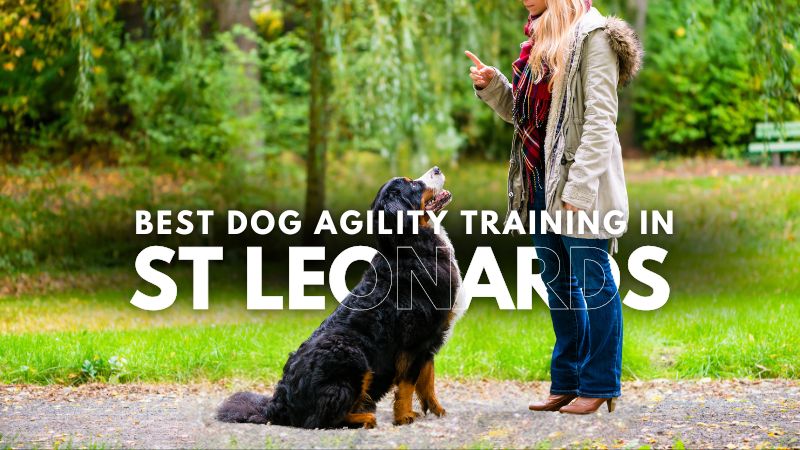 Best Dog Agility Training in St Leonards