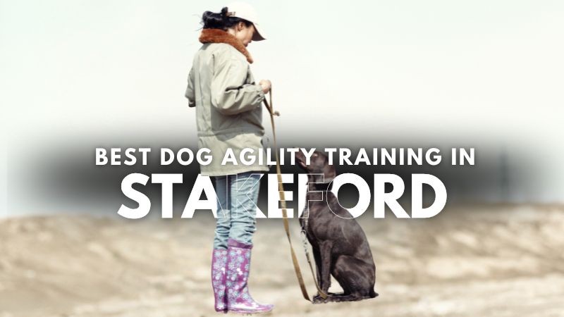 Best Dog Agility Training in Stakeford