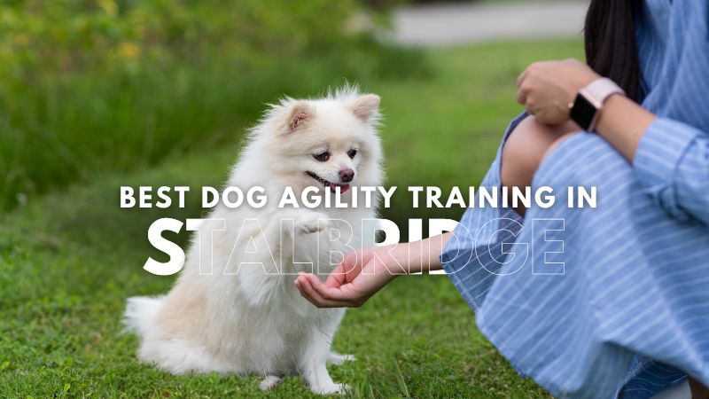 Best Dog Agility Training in Stalbridge