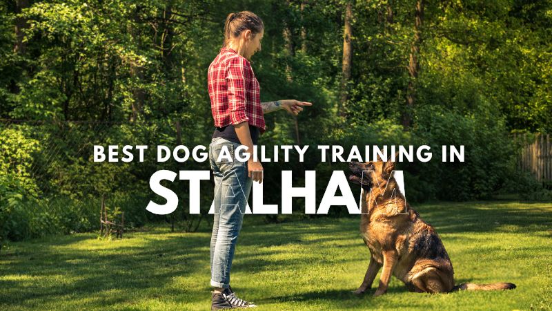 Best Dog Agility Training in Stalham