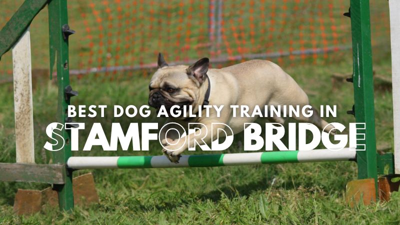 Best Dog Agility Training in Stamford Bridge