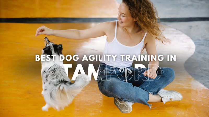 Best Dog Agility Training in Stamford