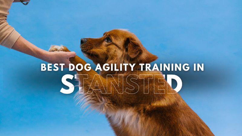 Best Dog Agility Training in Stansted