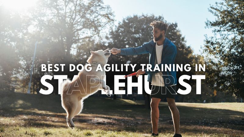 Best Dog Agility Training in Staplehurst