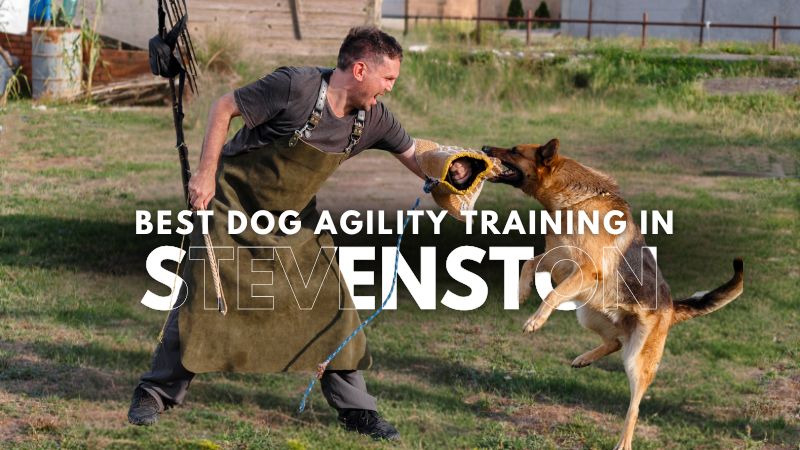 Best Dog Agility Training in Stevenston