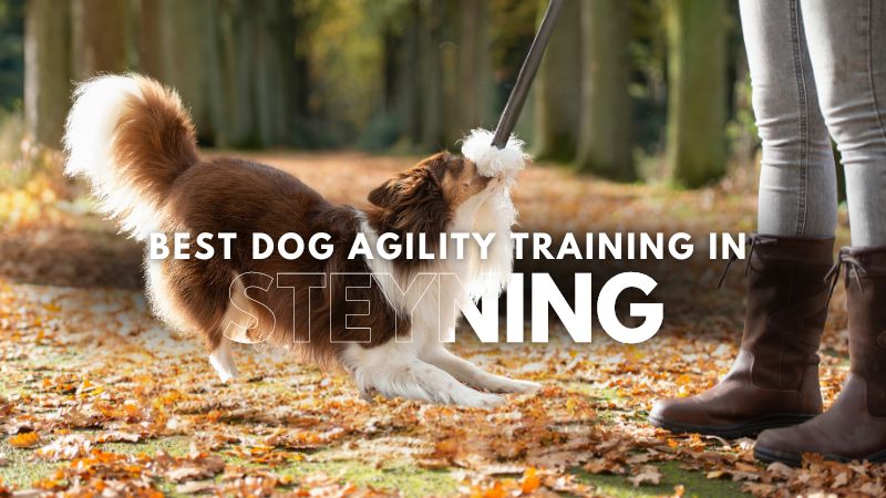 Best Dog Agility Training in Steyning