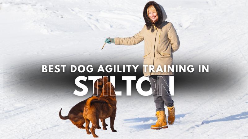 Best Dog Agility Training in Stilton