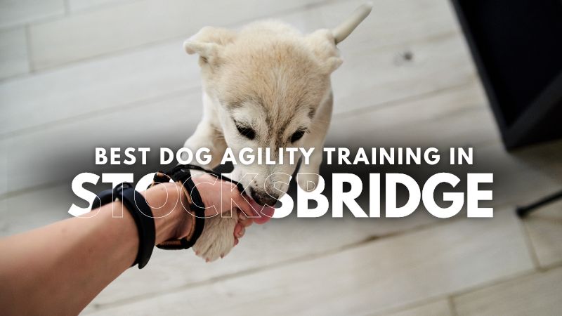 Best Dog Agility Training in Stocksbridge