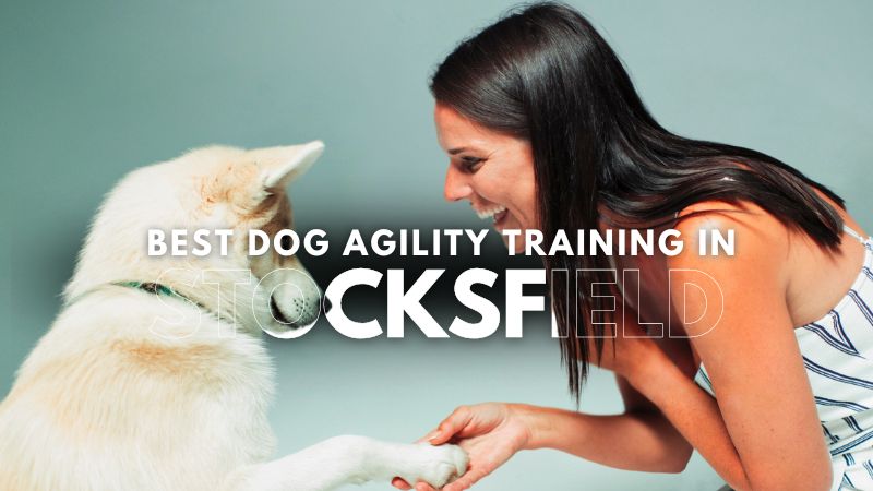 Best Dog Agility Training in Stocksfield