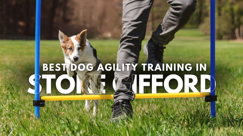 Best Dog Agility Training in Stoke Gifford