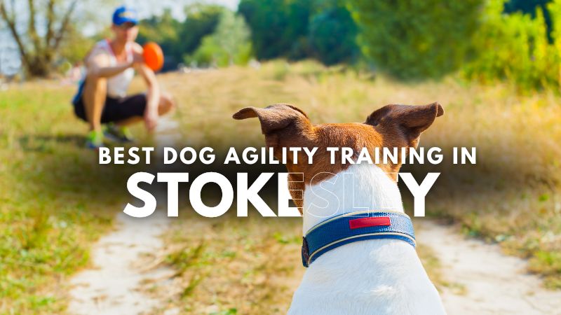 Best Dog Agility Training in Stokesley