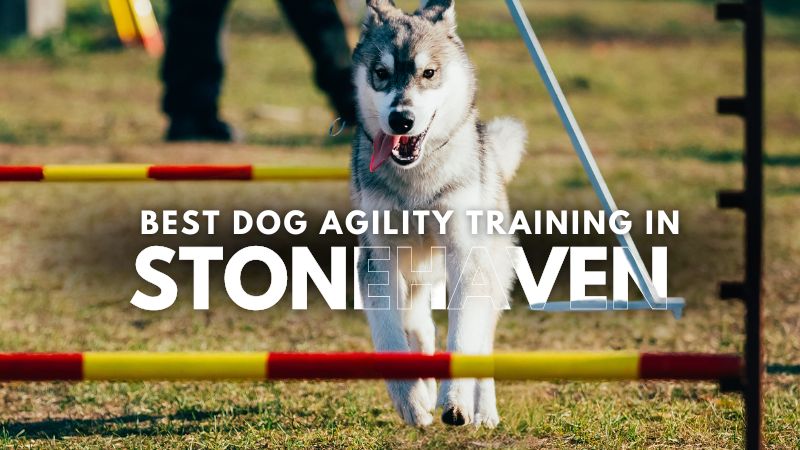 Best Dog Agility Training in Stonehaven