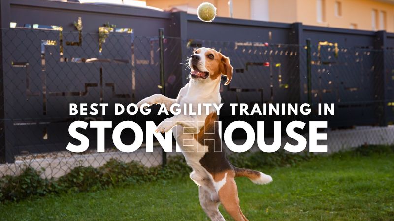 Best Dog Agility Training in Stonehouse