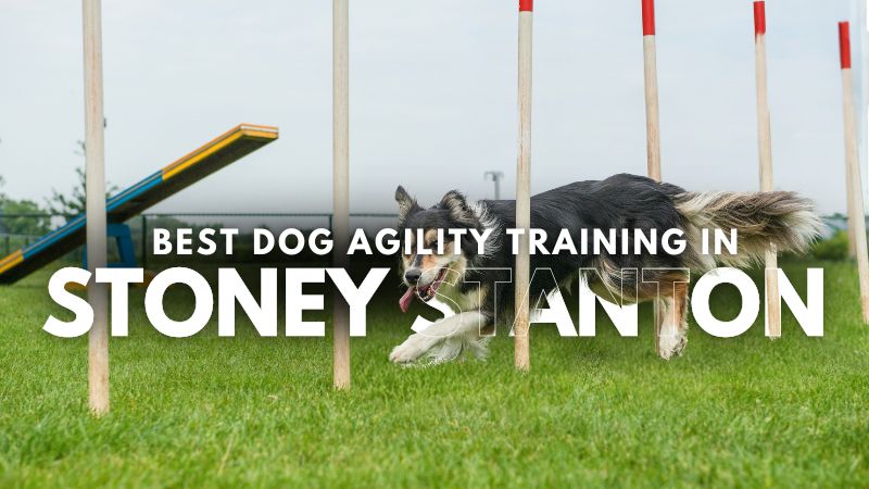 Best Dog Agility Training in Stoney Stanton