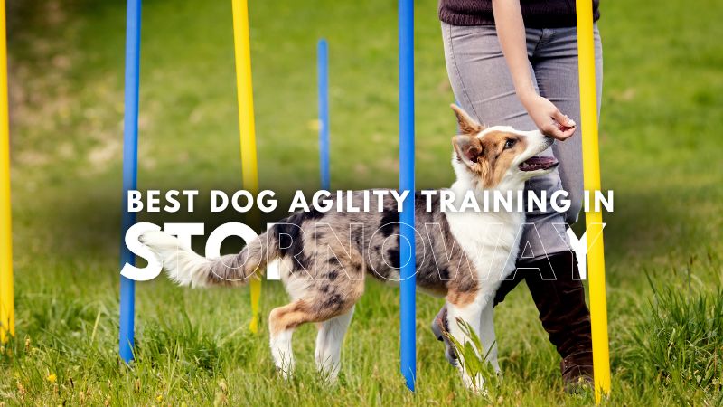 Best Dog Agility Training in Stornoway