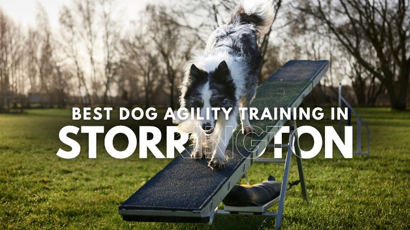 Best Dog Agility Training in Storrington