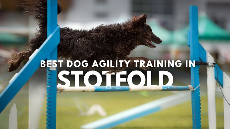 Best Dog Agility Training in Stotfold