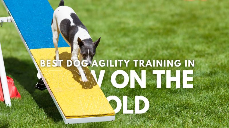 Best Dog Agility Training in Stow On The Wold