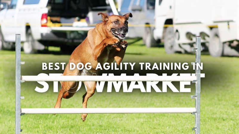Best Dog Agility Training in Stowmarket