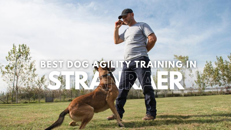Best Dog Agility Training in Stranraer